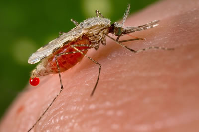 Sıtma riskli ülkelere seyahat