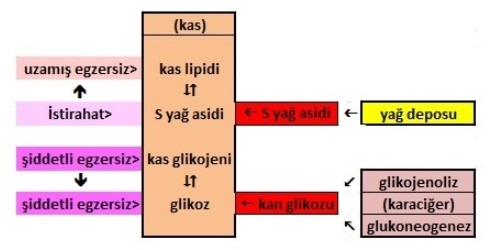 Egzersizin metabolik tesiri