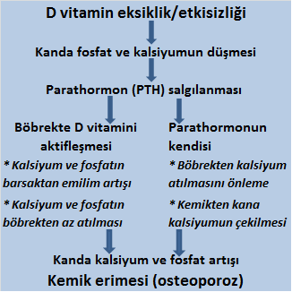 Kemik erimesi (osteoporoz) mekanizması