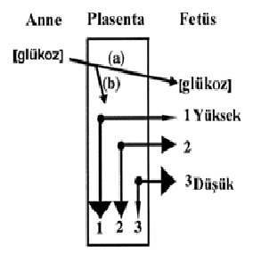 Plasentanın yavru şekerine düzenleyici etkisi