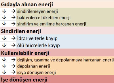 Vücutta enerji sürecinin aşamaları