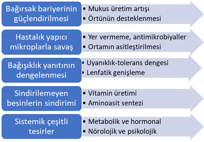 Bağırsak bakterilerinin pek çok faydası vardır