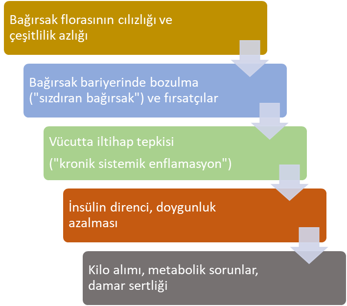 Bağırsak florası bozulduğunda ardışık bir dizi değişiklik önemli sorunlara yol açar