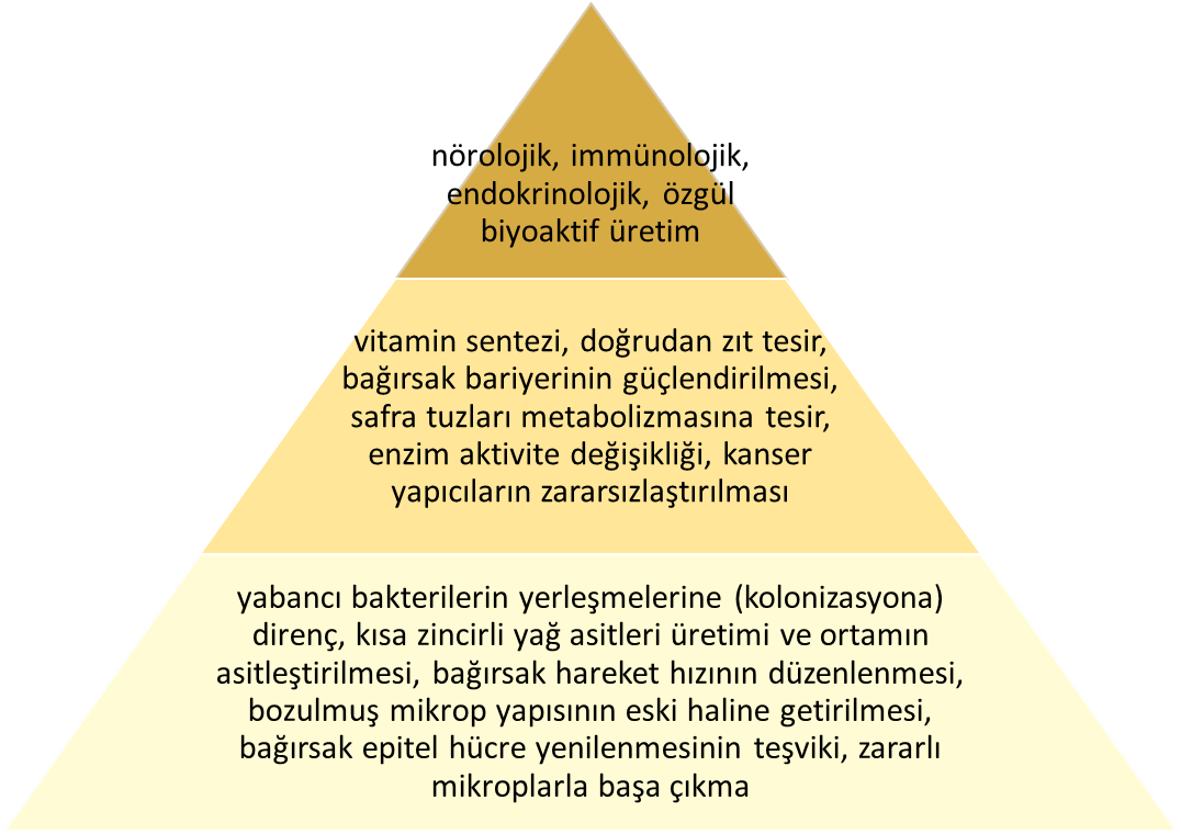 Probiyotiklerin bazı çekirdek faydaları vardır ama bazı faydalar türe özgüdür