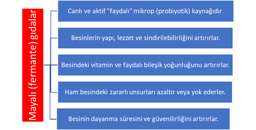 Mayalı gıdaların pek çok faydası vardır