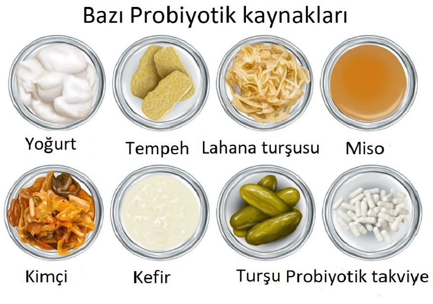 Bazı probiyotik kaynakları