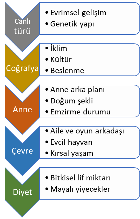 Bağırsak floramızın şekillenmesinde birçok unsur birlikte rol oynar 