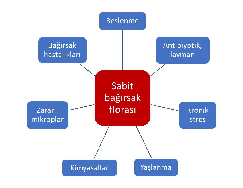 Pek çok şey dalgalanmaya neden olsa da, bağırsak florası genelde istikrarını korur.