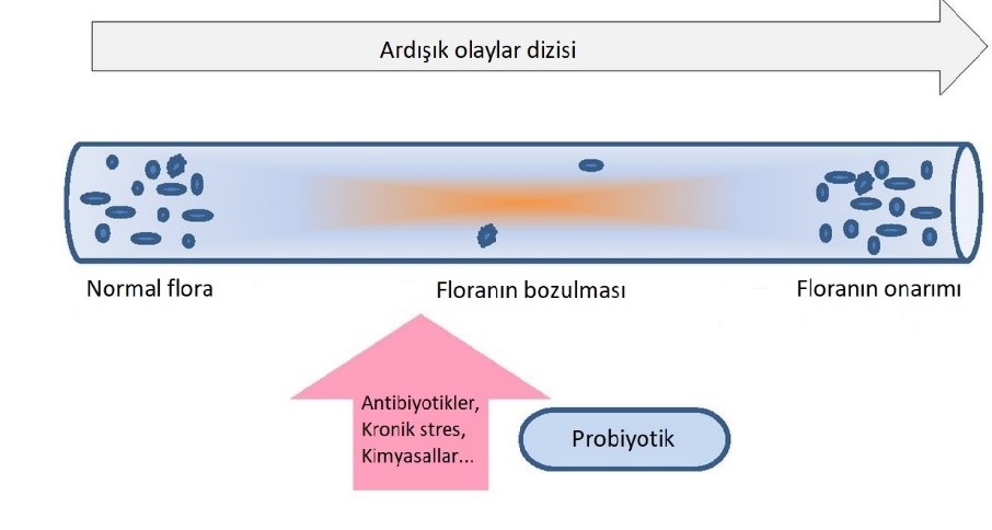 Bağırsak florası parmak izi gibidir, bozulmalara karşı kendini onarabilir.