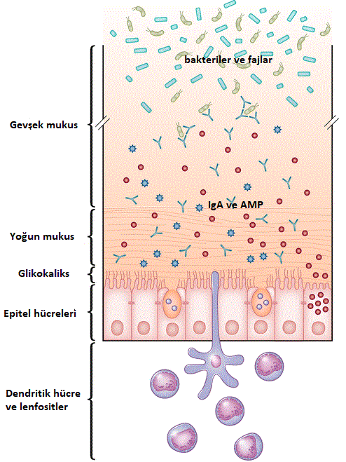 Bağırsaklar ve mikroplarımız