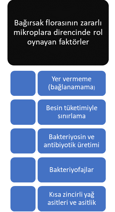 Bağırsak florası farklı yollarla patojen mikroplara direnir