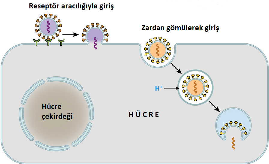 Virüsün hedef hücreye giriş yolları